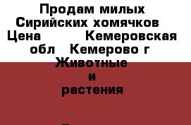 Продам милых Сирийских хомячков › Цена ­ 150 - Кемеровская обл., Кемерово г. Животные и растения » Грызуны и Рептилии   